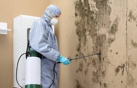 Reliable Los Angeles, CA Mold Removal & Remediation Solutions